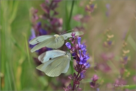 <p>BĚLÁSEK ŘEPOVÝ (Pieris rapae) ---- /Small white - Kleiner Kohlweißling/</p>